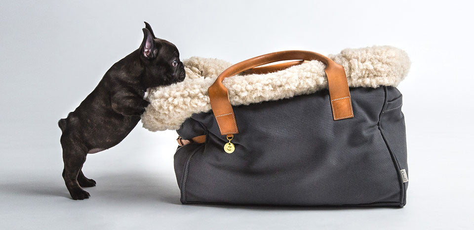 Dog Travel