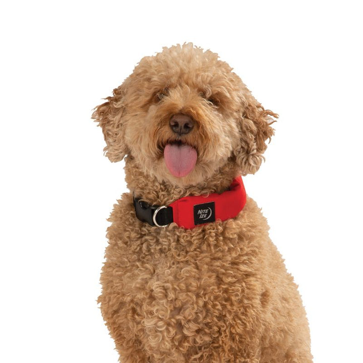 RADDOG All-in One Collar & Leash from Nite Ize