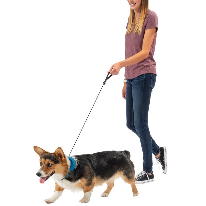 RADDOG All-in One Collar & Leash from Nite Ize
