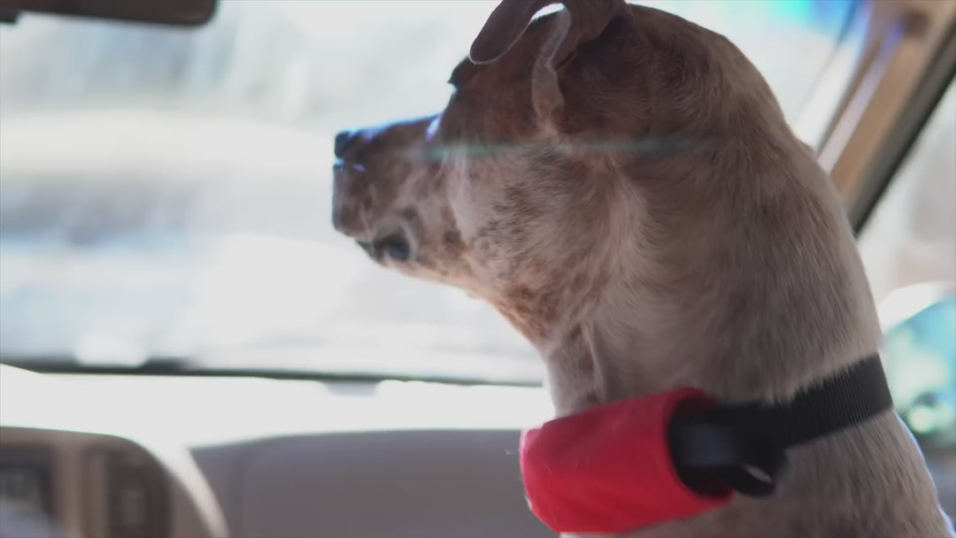RADDOG All-in One Collar & Leash from Nite Ize