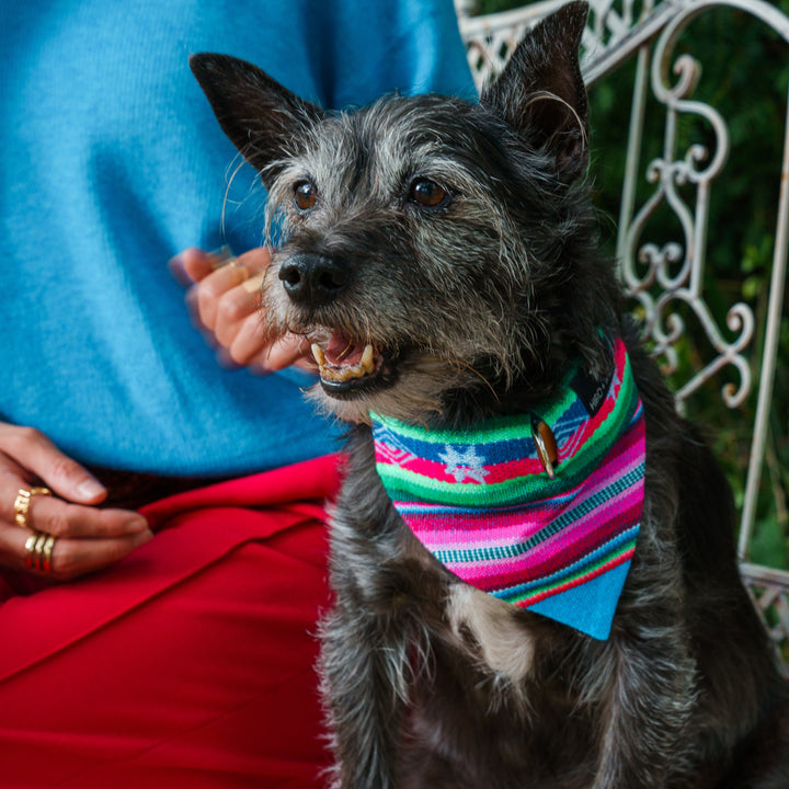 Inca Blue Dog Bandana by Hiro + Wolf