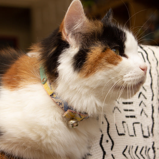New York New York Cat Collar by Hiro + Wolf