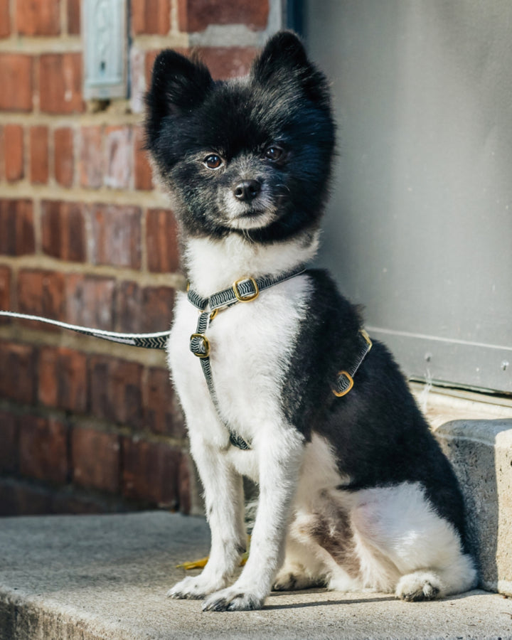 Chef L' Bark Harness - Black from By Scout