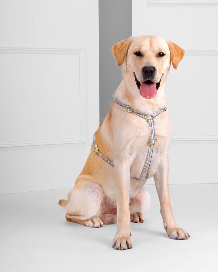 Chef L' Bark Harness - Cream from By Scout