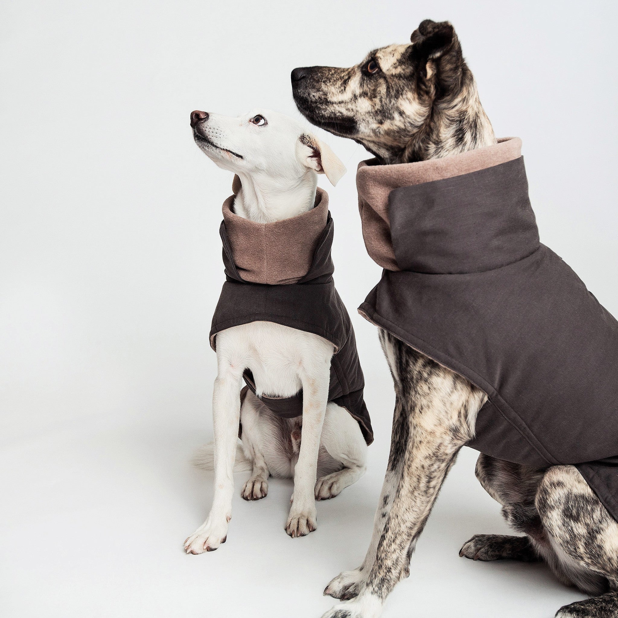 Cloud7 dog sale deals
