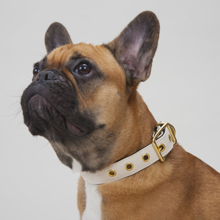 Canvas Collar White/Black