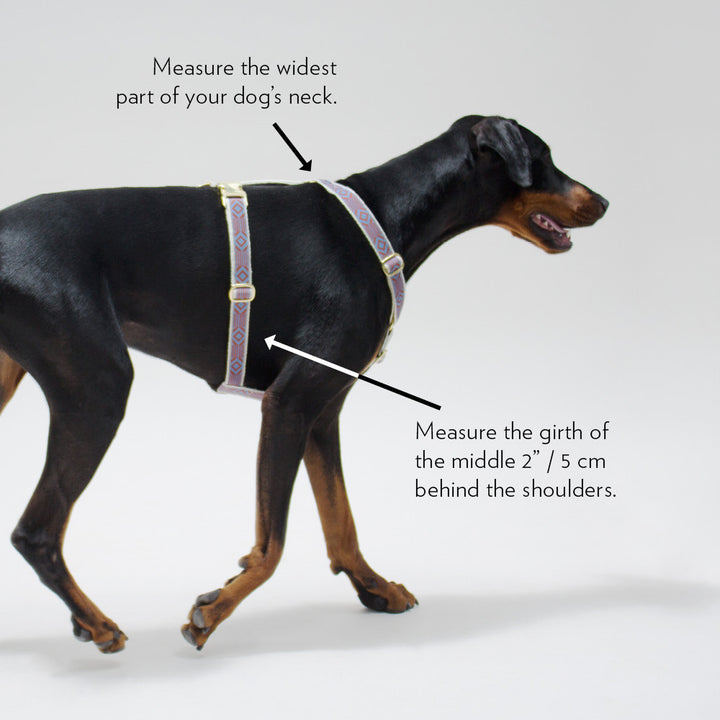 Nice Grill Harness - Ice Blue, Ivory and Cream from By Scout